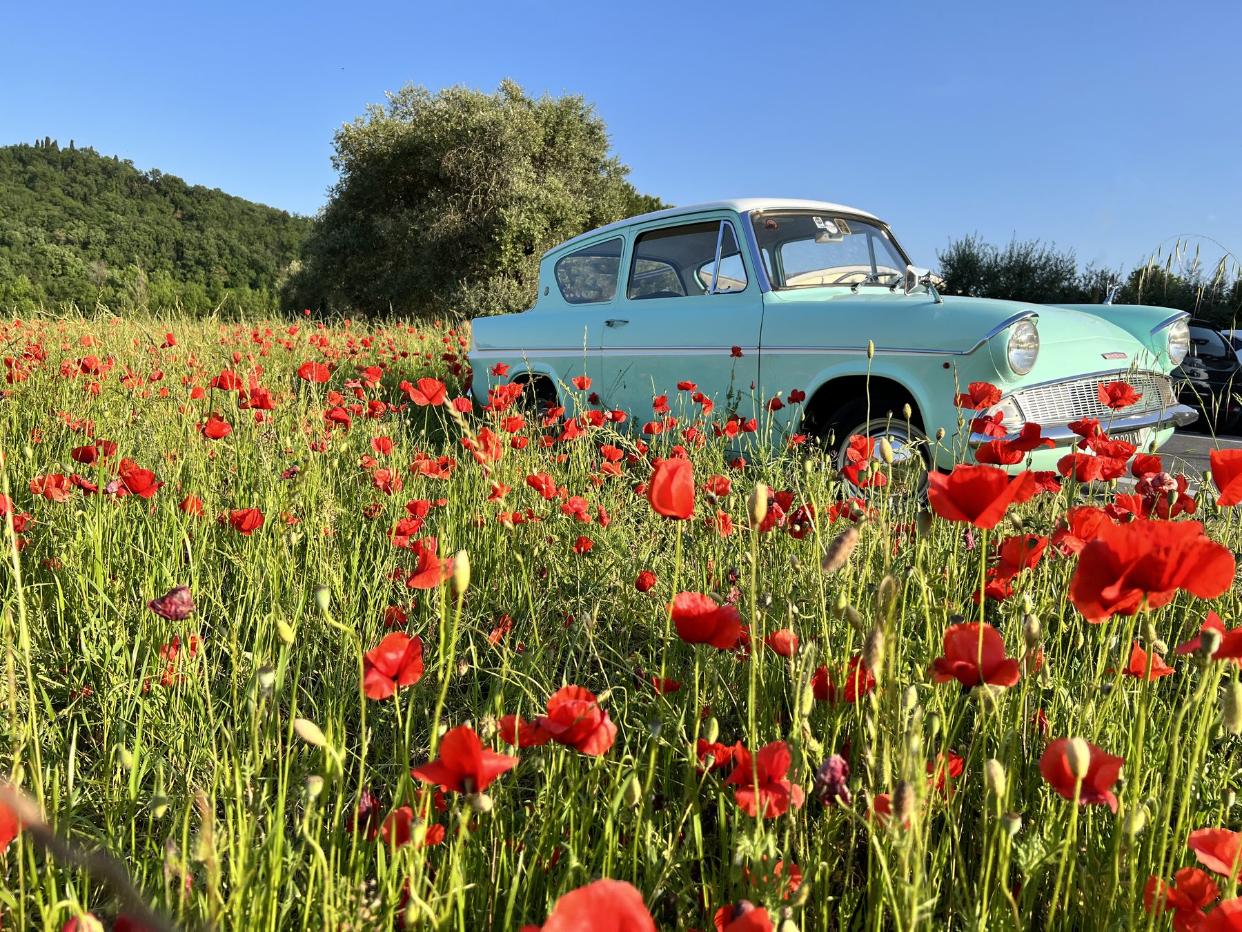 Ford Anglia in photogallery